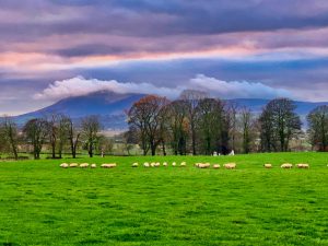 Scottish Sheep in a field