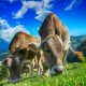 Cows