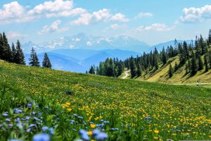 Mountain field