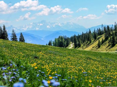 Mountain field