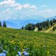 Mountain field