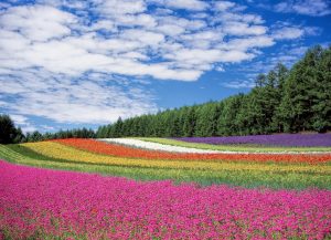 flower field