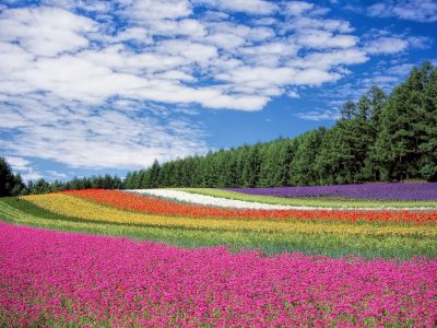 flower field