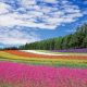 flower field