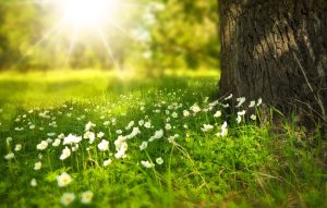flowers in sunlight