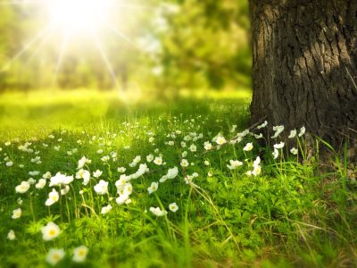 flowers in sunlight