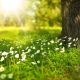 flowers in sunlight