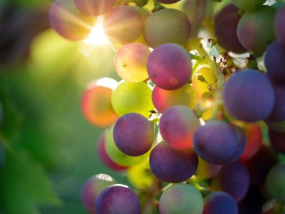 grapes
