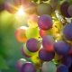 grapes