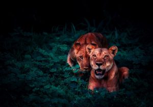 Lions