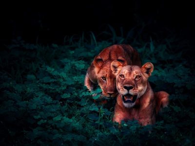 Lions