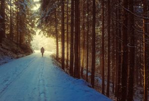 Winter path through trees
