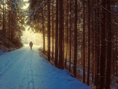 Winter path through trees