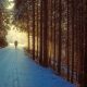 Winter path through trees