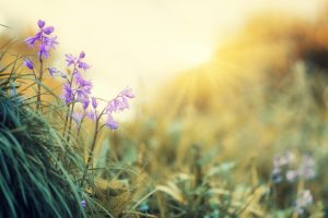 wildflowers