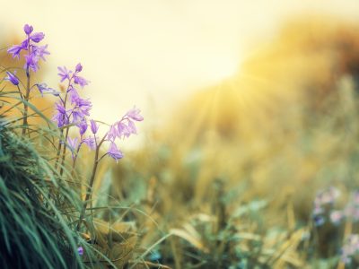 wildflowers
