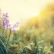 wildflowers