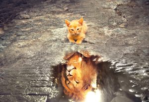 kitten with a lion inside