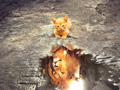 kitten with a lion inside