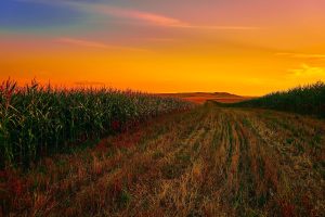 God's abundant harvest