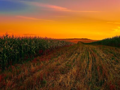 God's abundant harvest