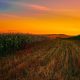 God's abundant harvest