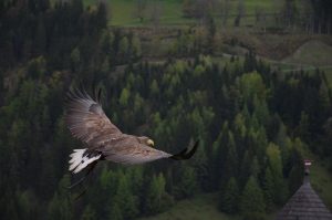 Eagle flying high above the trees