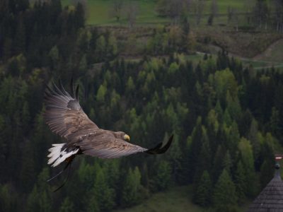 Eagle flying high above the trees