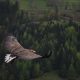 Eagle flying high above the trees