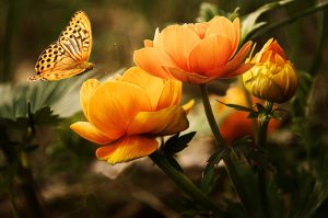 butterfly and flowers