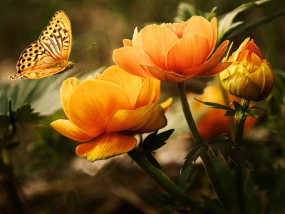 butterfly and flowers