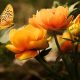 butterfly and flowers