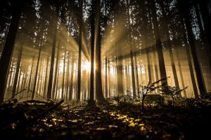 Light in the darkness