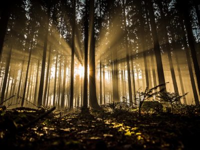 Light in the darkness