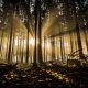 Light in the darkness