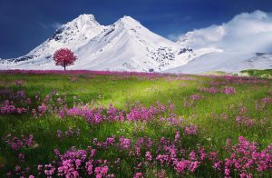 Mountain spring flowers and snow