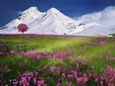 Mountain spring flowers and snow