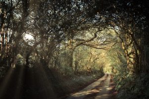 pathway into the light