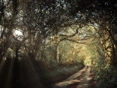 pathway into the light