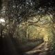 pathway into the light