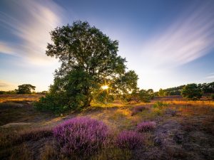 Exploding light of love