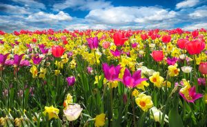 beautiful flowers