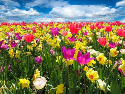 beautiful flowers