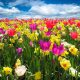 beautiful flowers